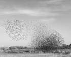 Blackbird murmuration, Bosque del Apache National Wildlife Refuge, New Mexico Art Print